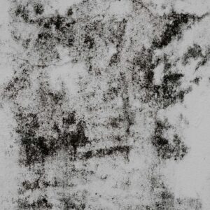 mold